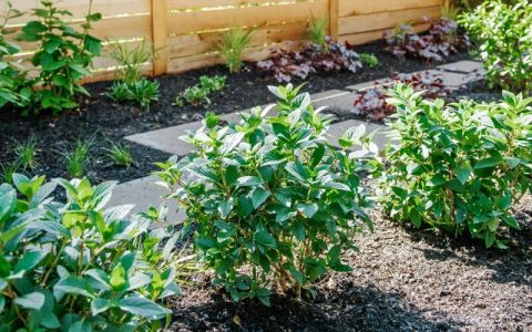 Natural garden plantings along side of house